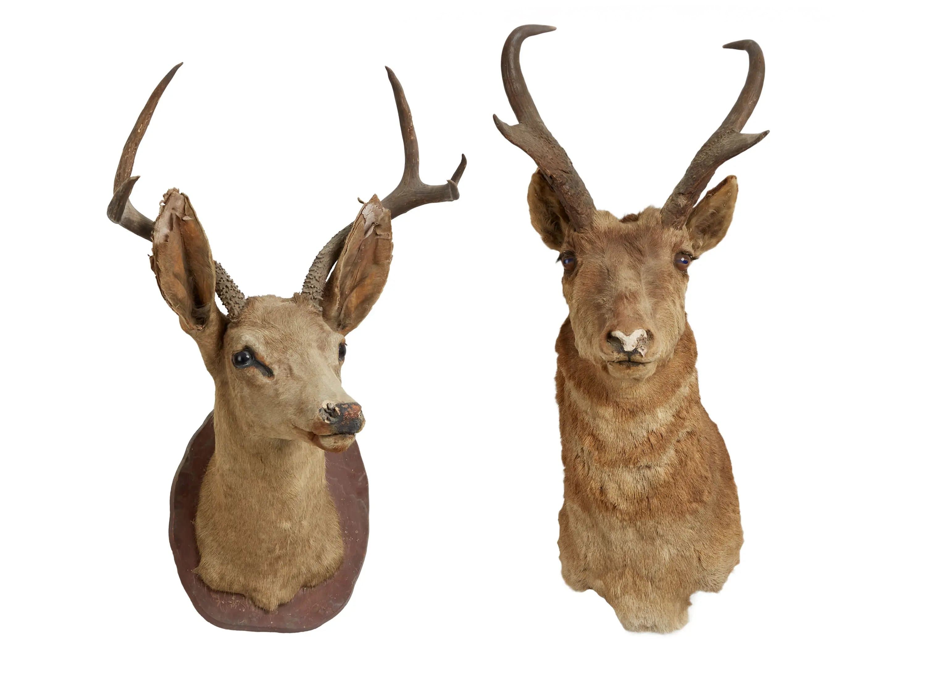 Чучела голов оленей | Julien*s