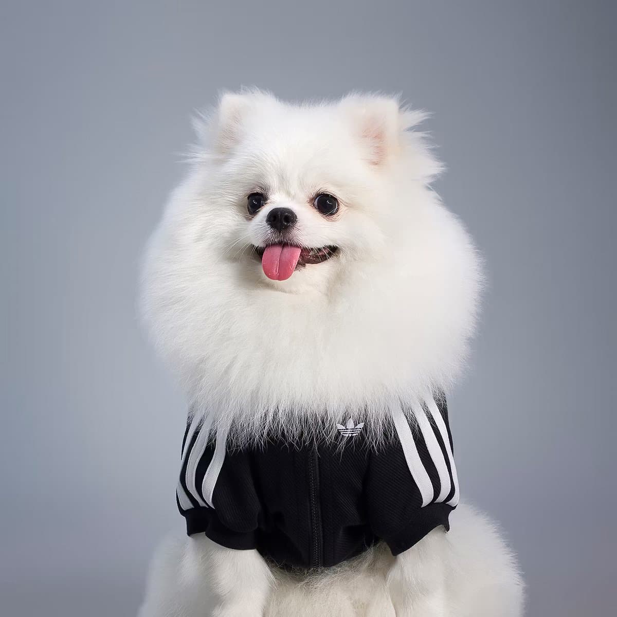 аdidas Originals Pet Collection | аdidas