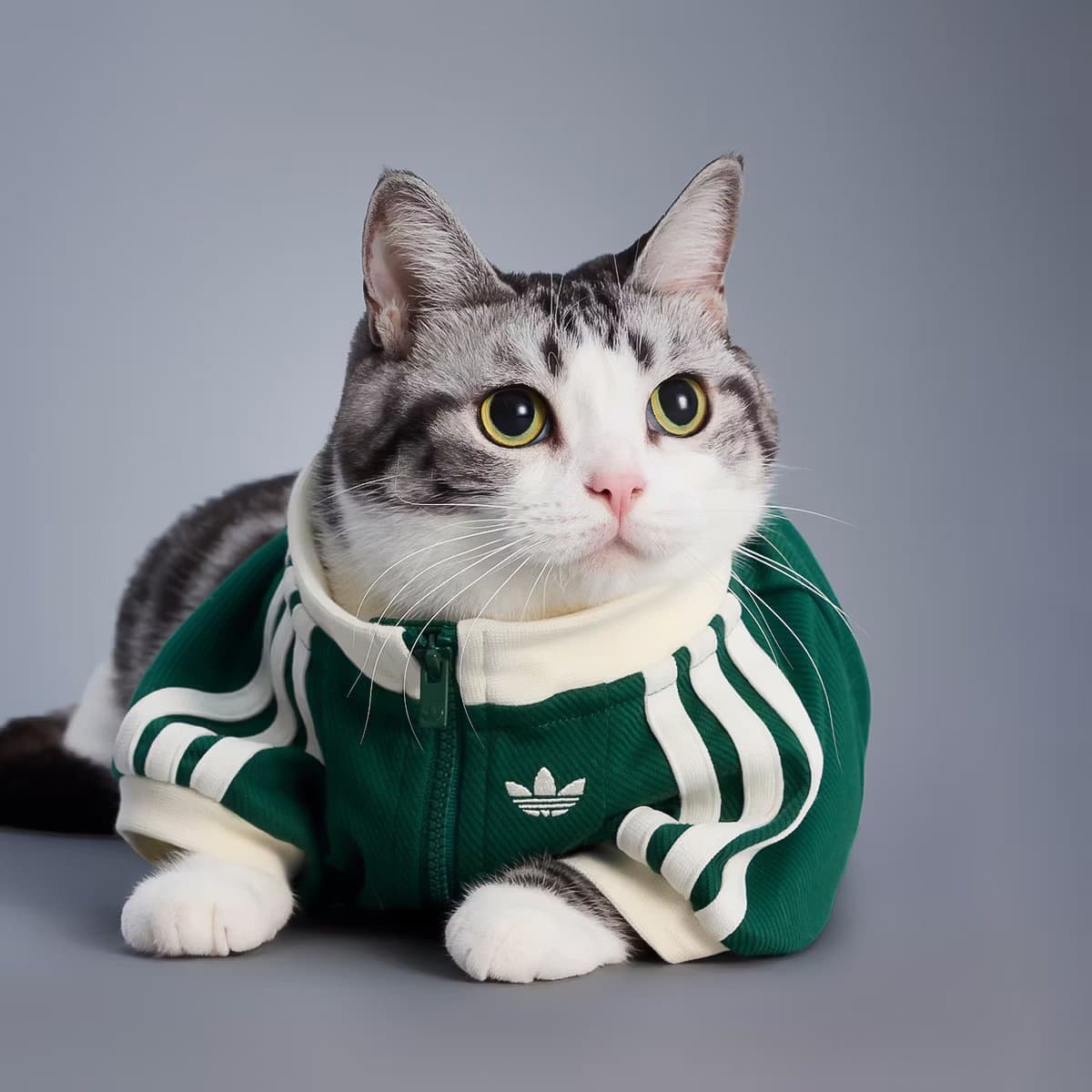 В adidas представили новую коллекцию для домашних животных