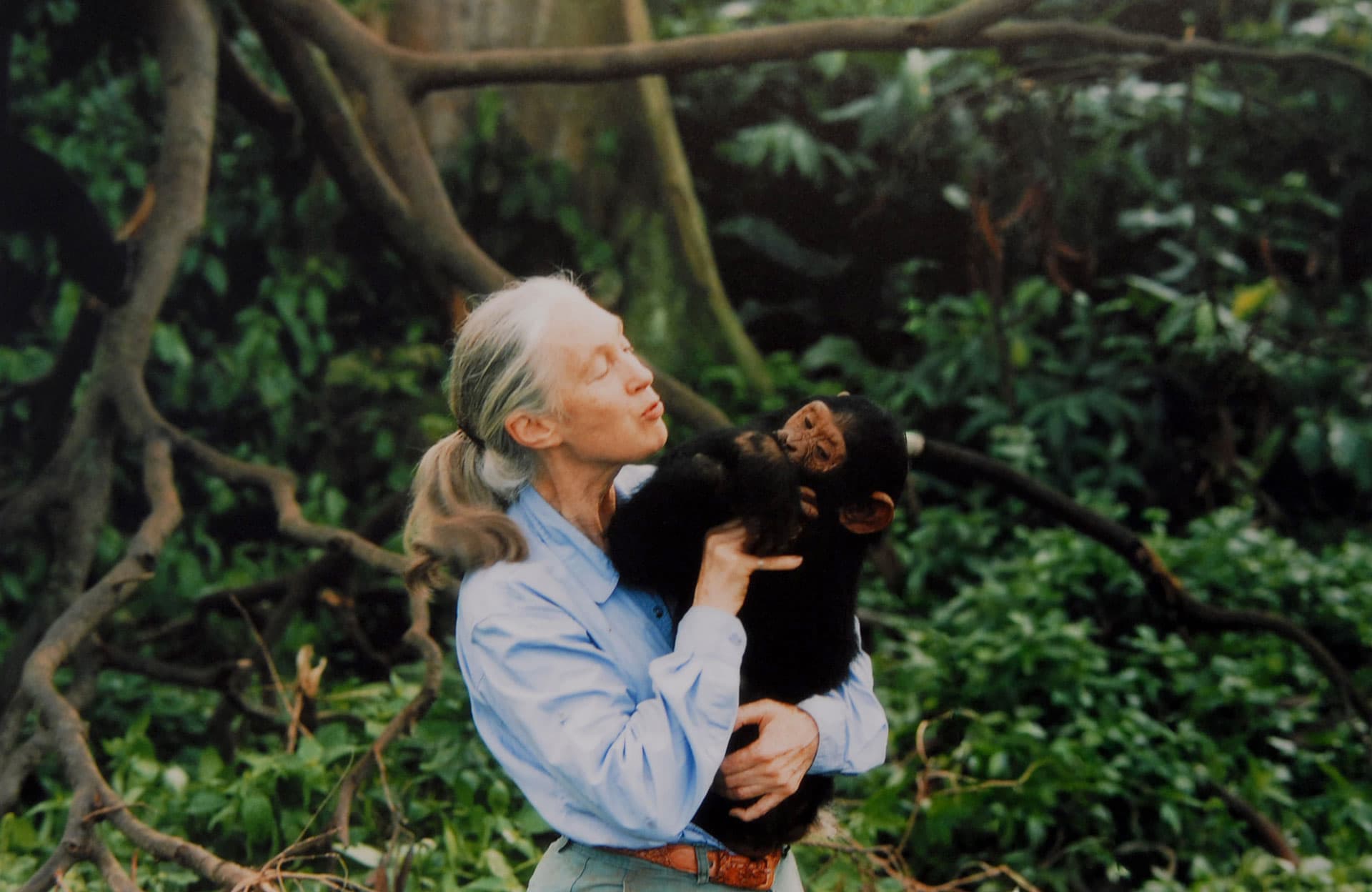 Джейн Гудолл, английский приматолог, этолог и антрополог, с шимпанзе на руках, 1995 год | Getty Images